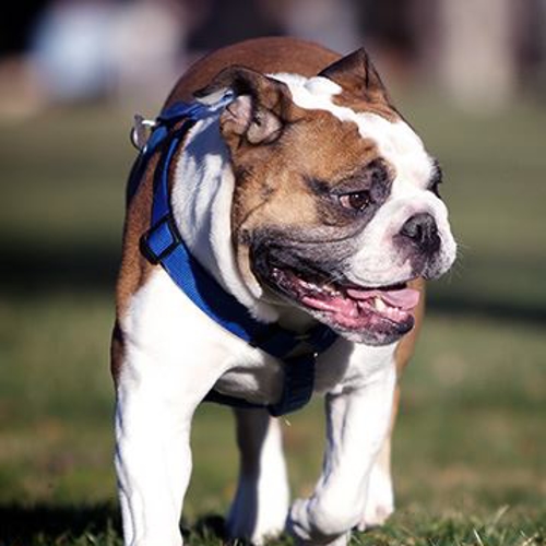 Bulldog walking on the grass with a harness on