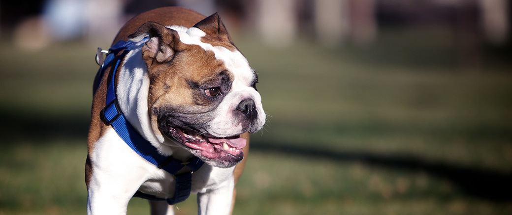 Bulldog walking on the grass with a harness on